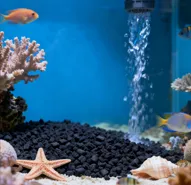 การใช้ถ่านกัมมันต์ในตู้ปลาน้ำเค็ม